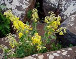Crotalaria valida