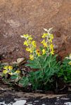 Crotalaria valida