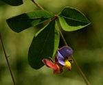 Crotalaria variegata