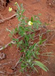Argyrolobium rupestre subsp. rupestre