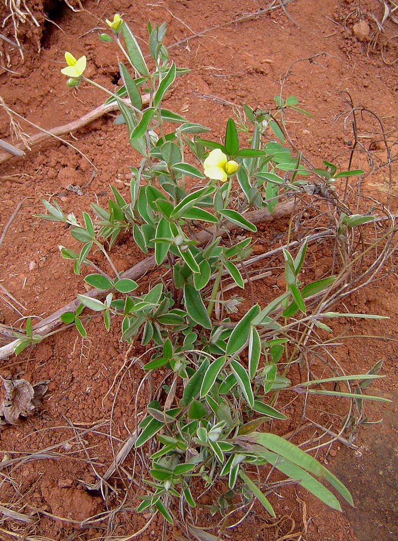 Argyrolobium rupestre subsp. rupestre