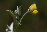 Argyrolobium rupestre subsp. rupestre