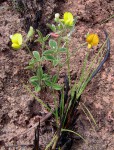 Argyrolobium rupestre subsp. rupestre