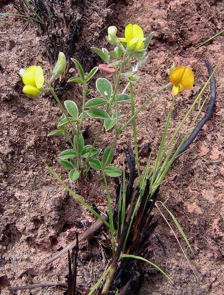 Argyrolobium rupestre subsp. rupestre