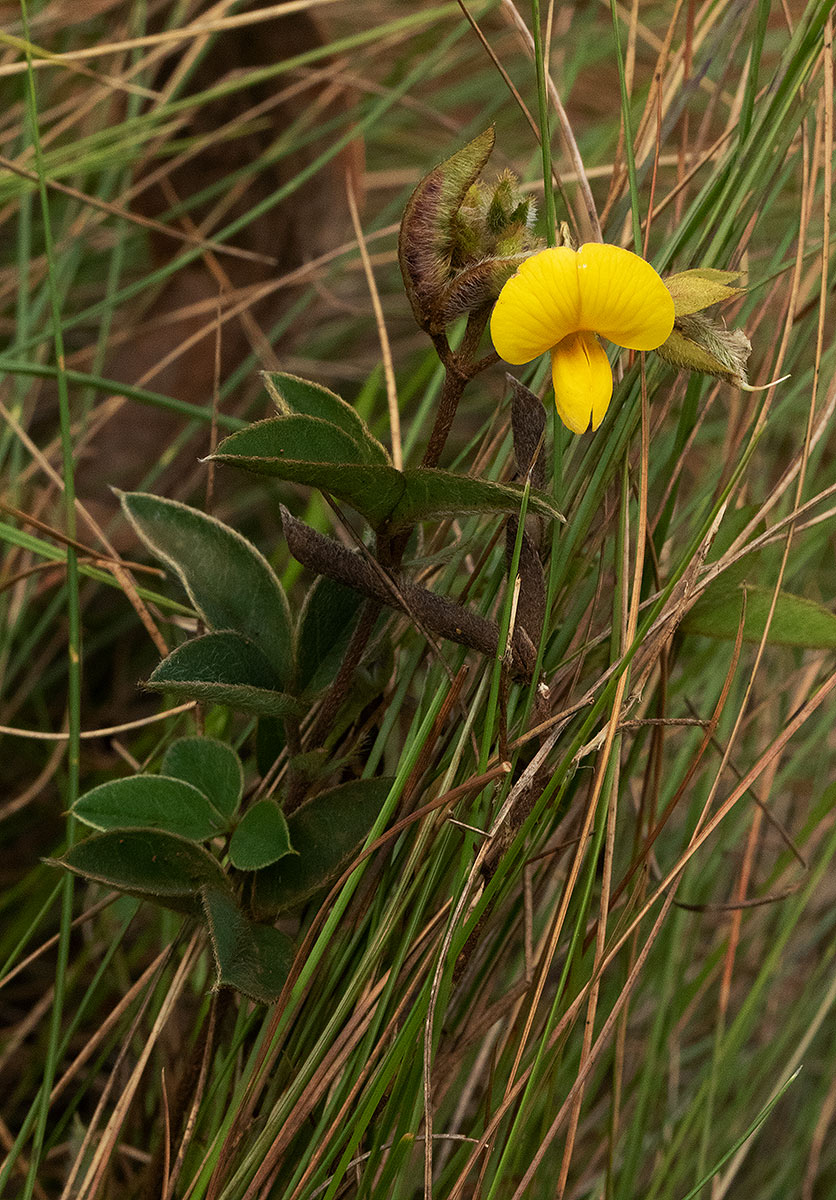 Argyrolobium rupestre subsp. rupestre