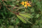 Argyrolobium tomentosum