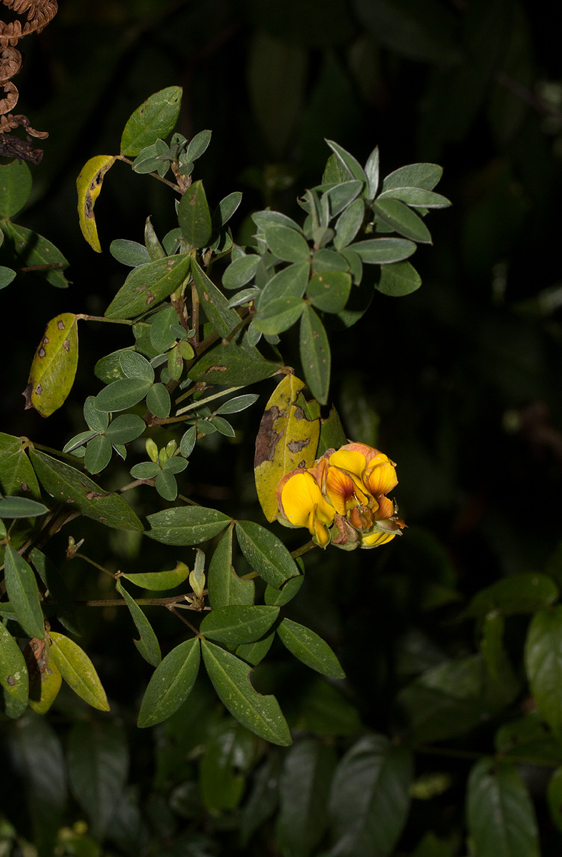 Argyrolobium tomentosum