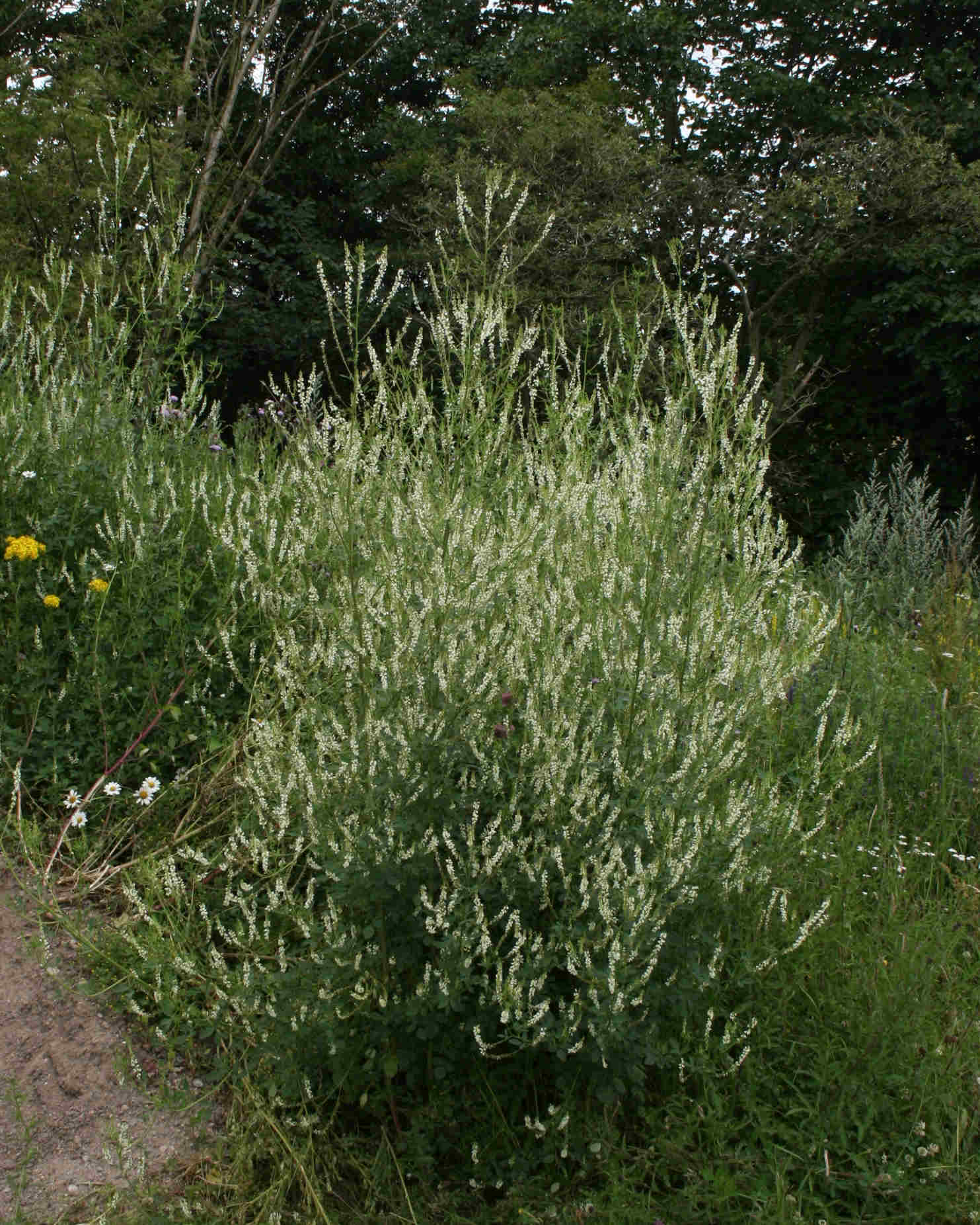 Melilotus albus