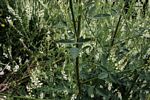 Melilotus albus