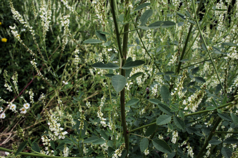 Melilotus albus