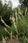 Melilotus albus