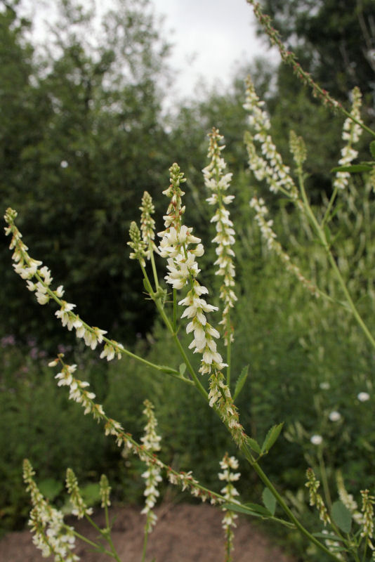 Melilotus albus