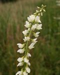 Melilotus albus