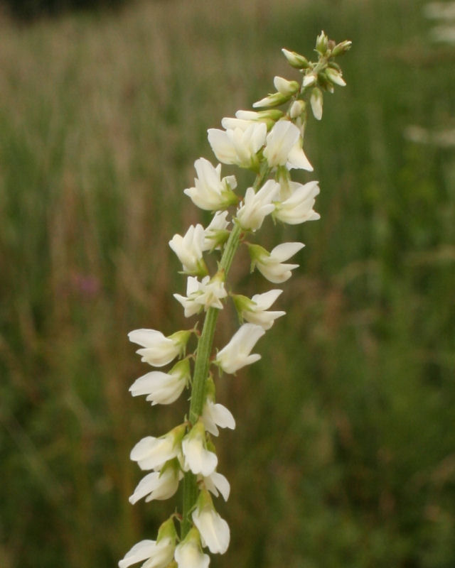 Melilotus albus