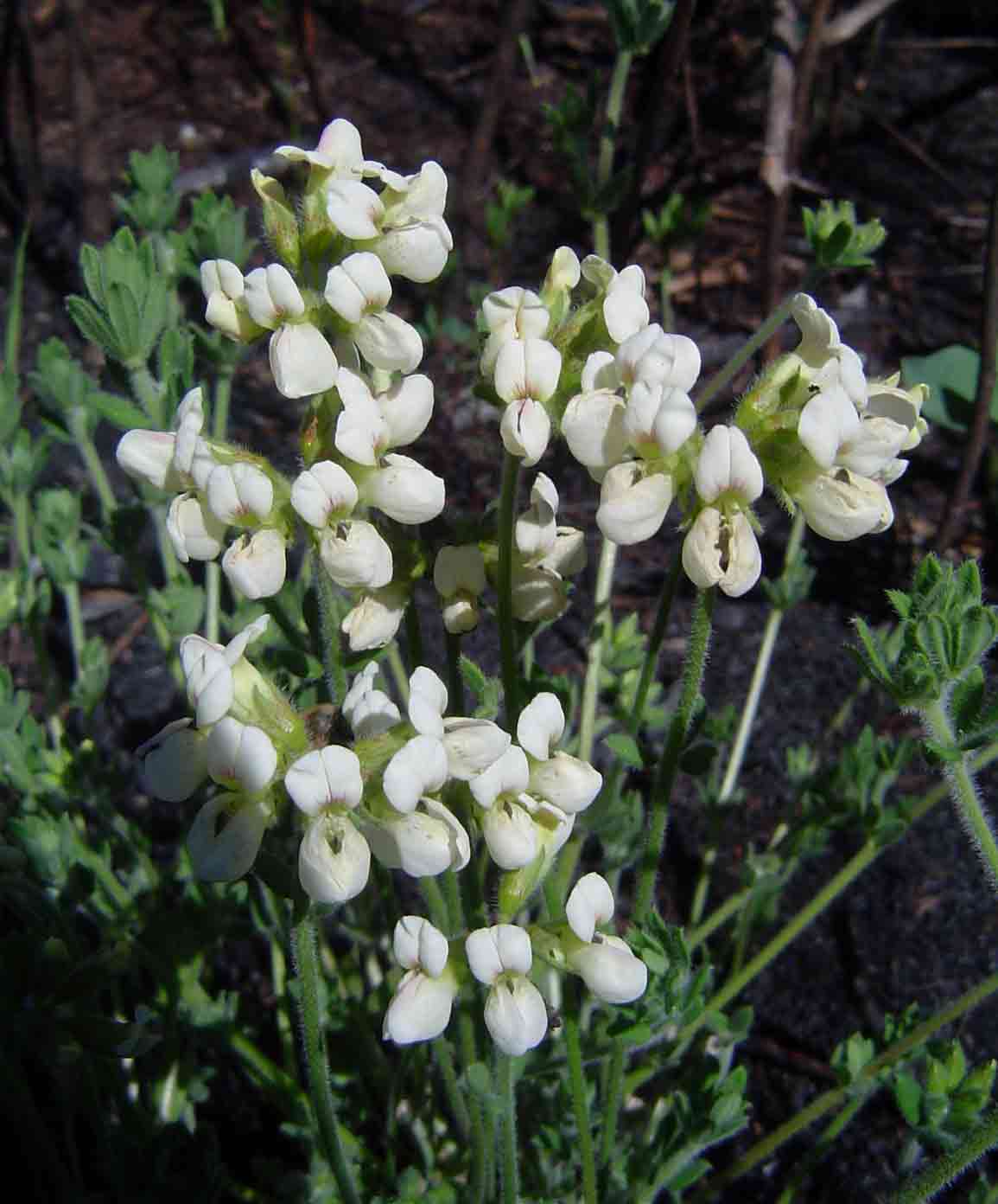 Lotus namulensis