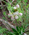Lotus namulensis