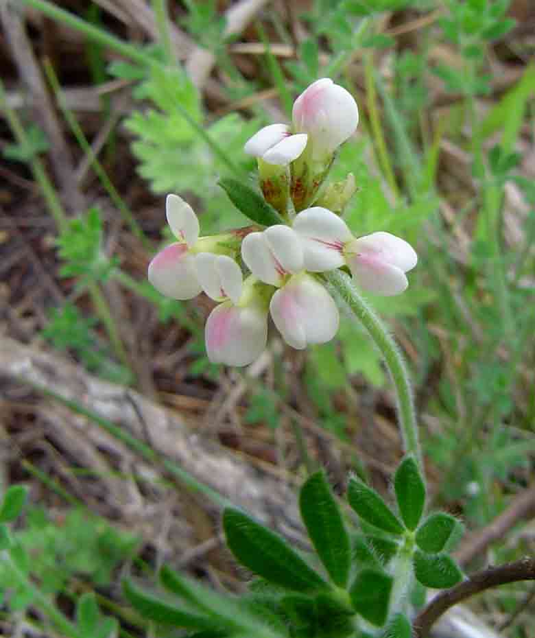 Lotus namulensis
