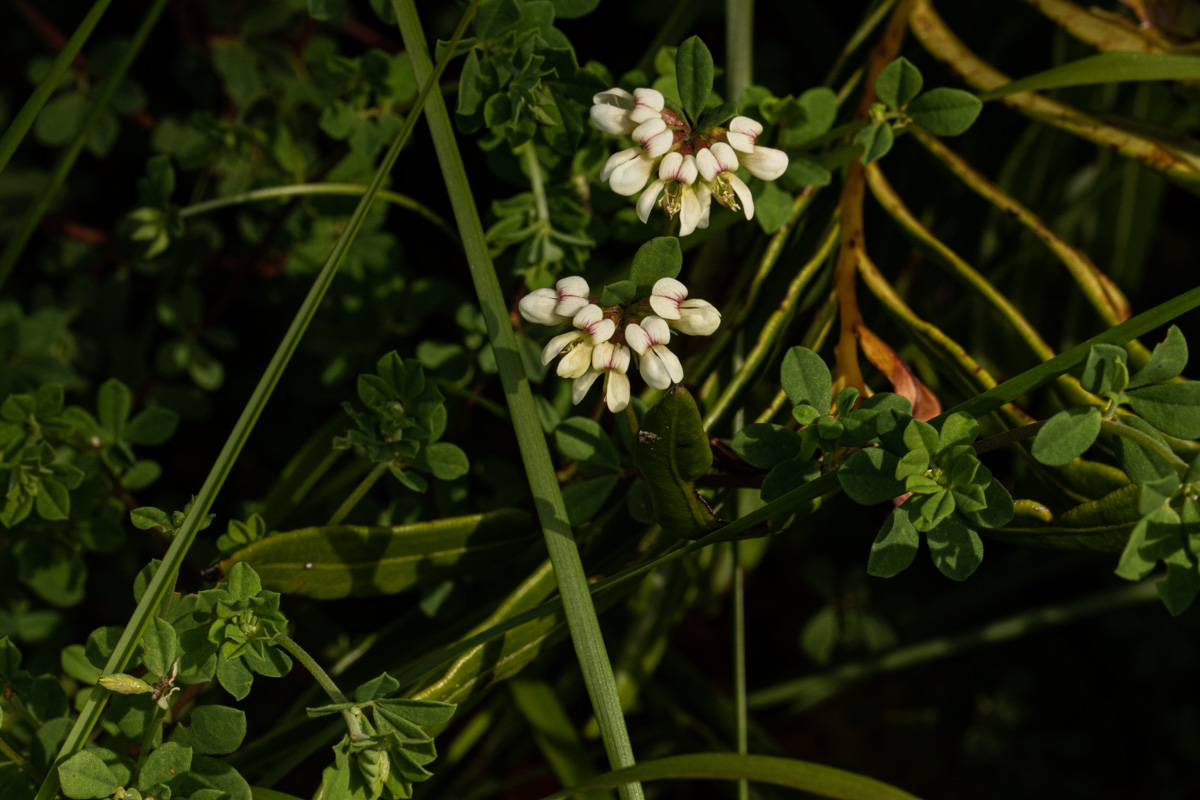 Lotus wildii