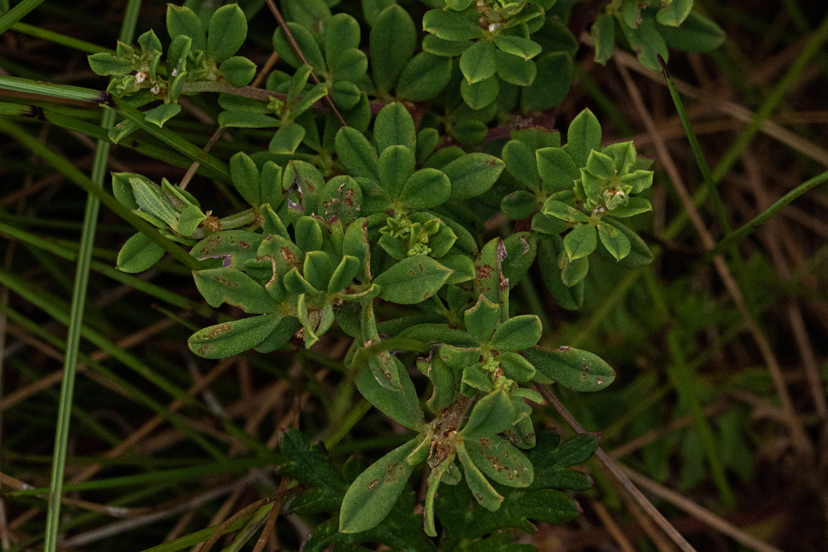 Lotus wildii