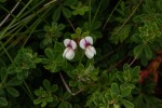 Lotus wildii