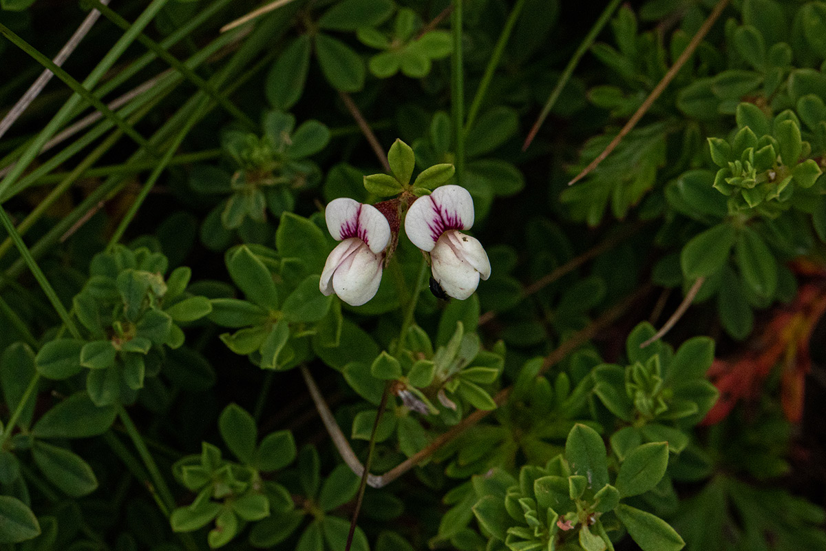 Lotus wildii