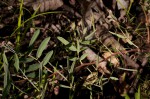 Indigofera antunesiana