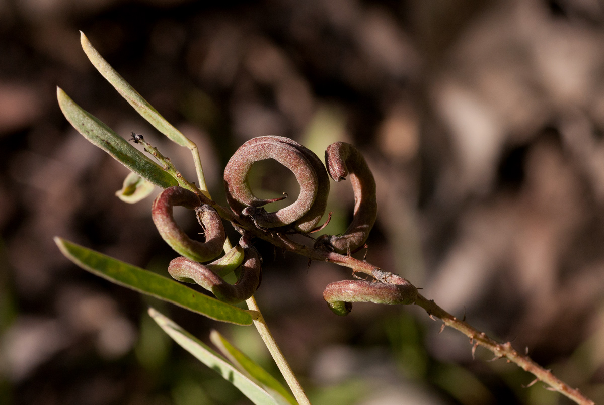 Indigofera antunesiana