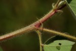 Indigofera astragalina