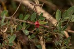 Indigofera atriceps subsp. atriceps