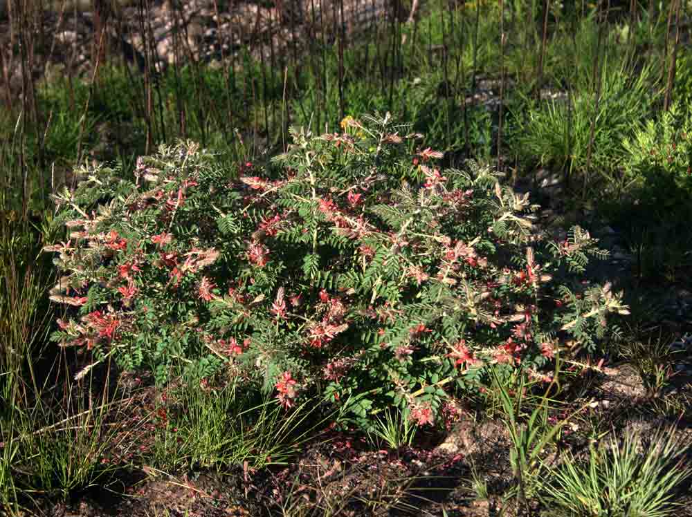 Indigofera cecilii