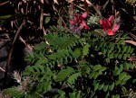 Indigofera cecilii