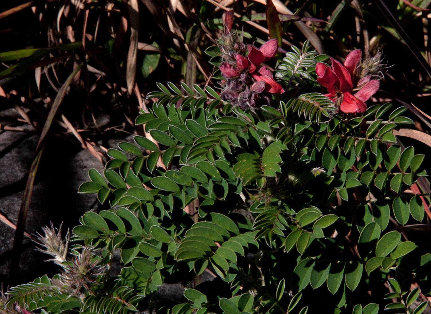Indigofera cecilii