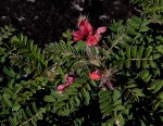 Indigofera cecilii