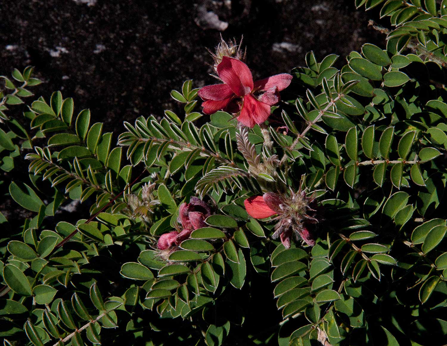 Indigofera cecilii