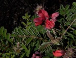 Indigofera cecilii