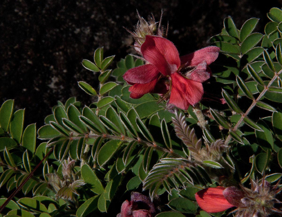 Indigofera cecilii