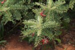 Indigofera cecilii