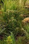 Indigofera cecilii