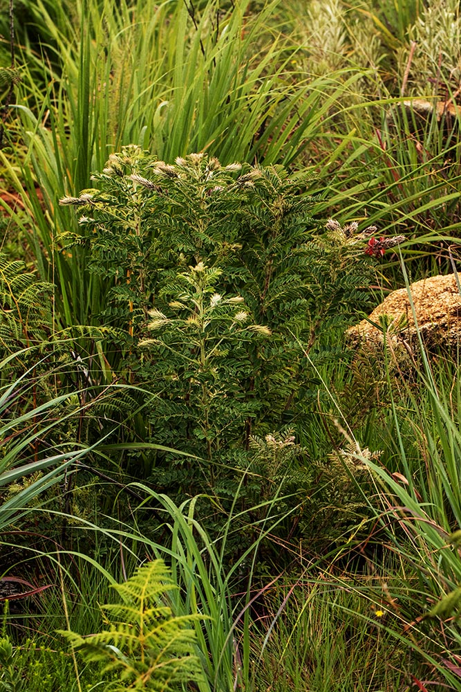 Indigofera cecilii