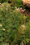 Indigofera cecilii