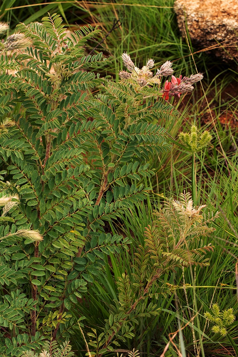 Indigofera cecilii