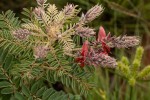 Indigofera cecilii
