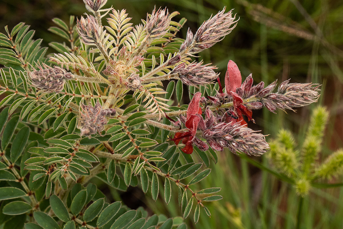 Indigofera cecilii