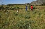 Indigofera cecilii
