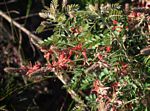 Indigofera cecilii
