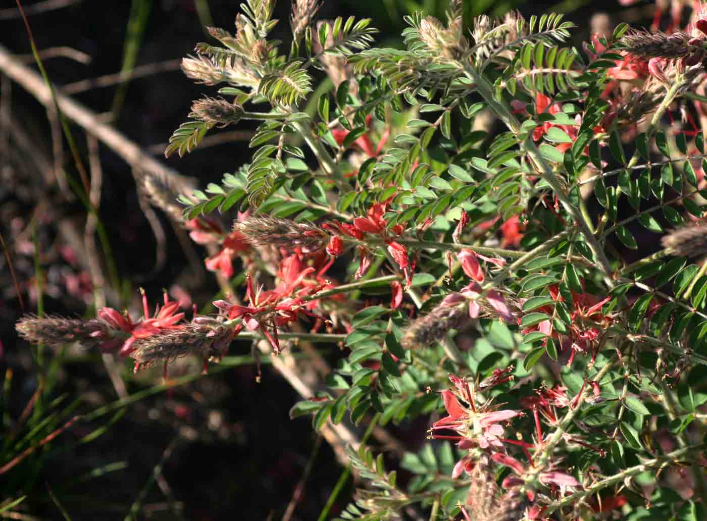 Indigofera cecilii