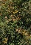 Indigofera cecilii
