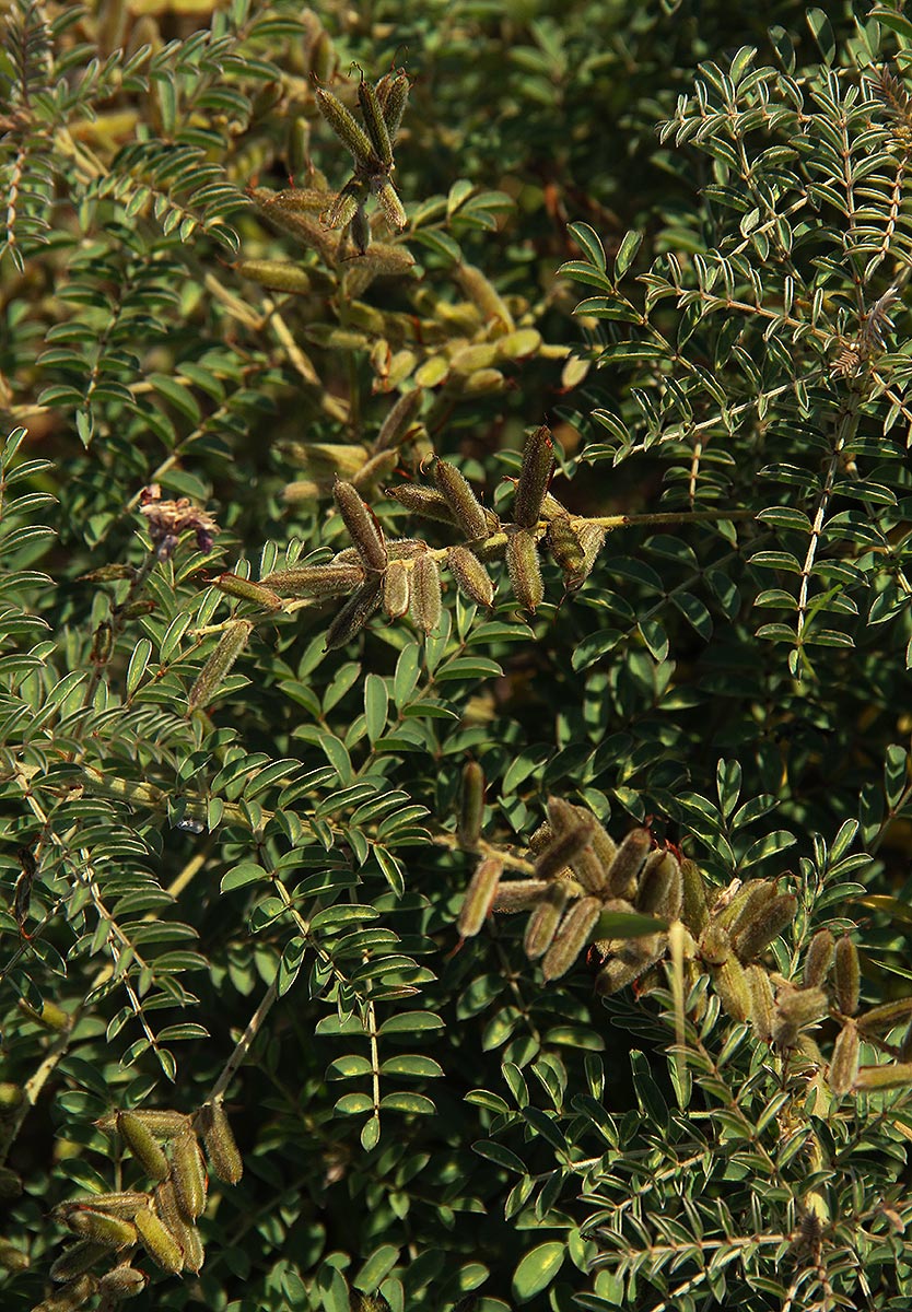 Indigofera cecilii