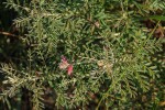 Indigofera cecilii