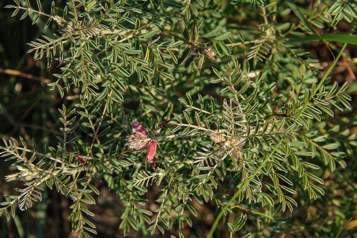 Indigofera cecilii